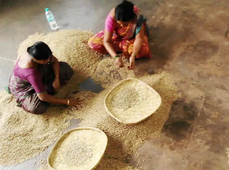 Hand Garbling and Bagging