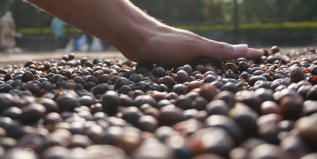 Naturally processed coffee